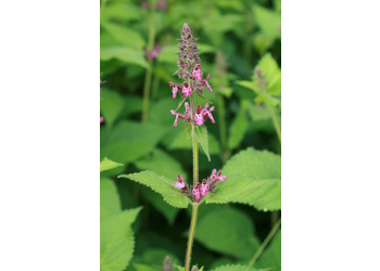 Wald-Ziest (Stachys sylvatica) - © Emanuel Trummer